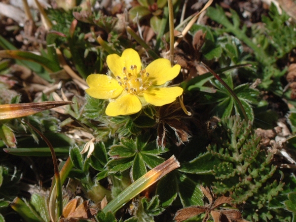potentilla?